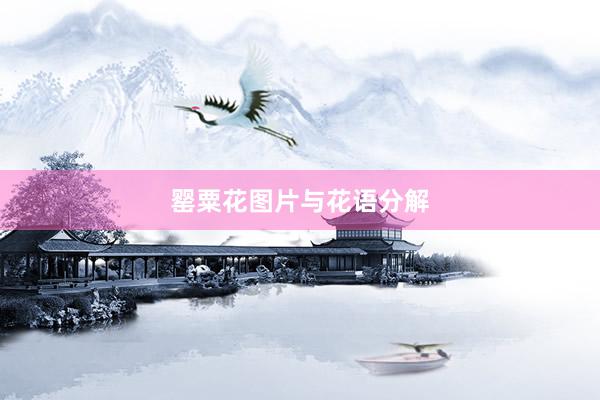 罂粟花图片与花语分解